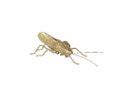 BUG