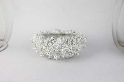 [AC02246] BARNACLE